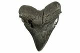 Fossil Megalodon Tooth - South Carolina #339288-1